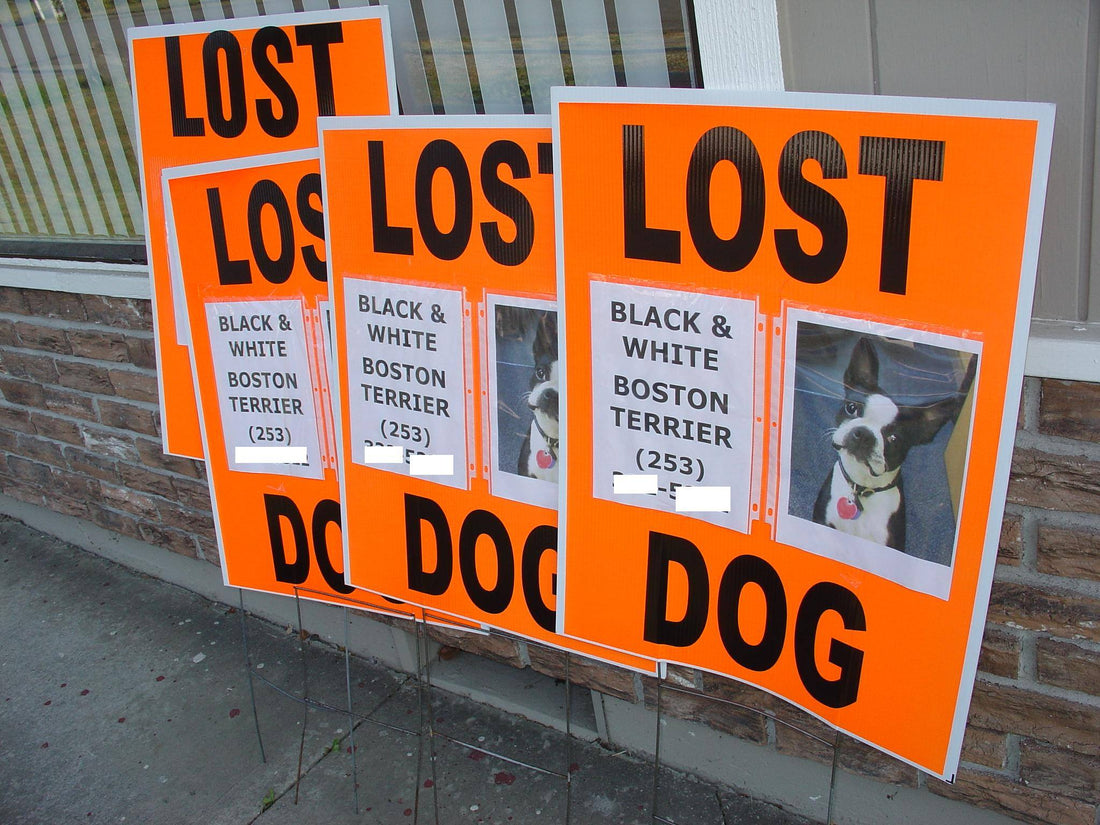 Title: "Lost and Found: Effective Strategies for Locating a Missing Pet"