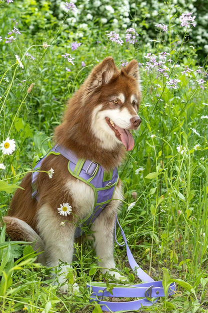 Lavender Garden Ultimate Pet Harness - American Made Safety and Style